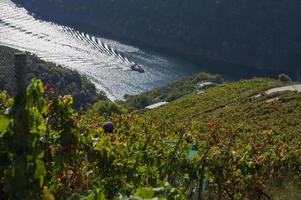 katamaran, båt på silfloden, medan druvskörden sker i vingårdarna, ribeira sacra, galicien, spanien foto
