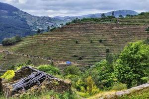 landskap av terrasserade vingårdar vid floden minho i ribeira sacra, galicien, spanien