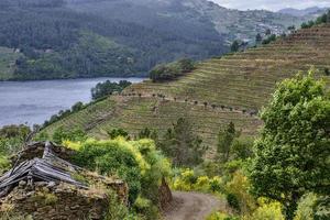 landskap av terrasserade vingårdar vid floden minho i ribeira sacra, galicien, spanien foto