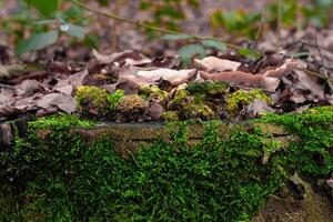 närbild av grön mossa på de jord i en skog foto