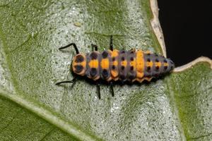 obefläckade lady beetle larver foto