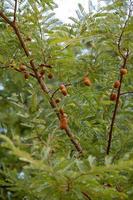 blad av ett tomarindoträd med några frukter