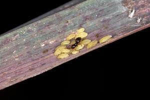 små gula bladlössnymfer foto