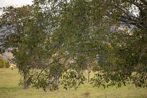 stort angiospermträd foto