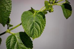 blomma av vanlig lantana foto