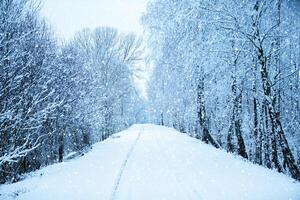 i blå toning där är en vinter- skog med en snötäckt väg. foto