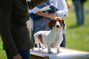 hund show. experter utvärdera de hund på tävlingar. foto