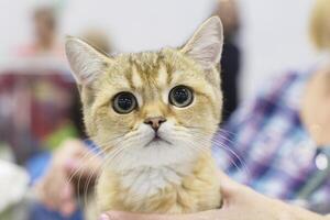 ingefära kattunge med enorm ögon foto