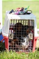 hund i en bärare på en hund show. foto