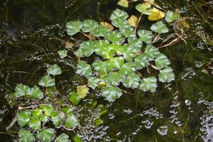 naturlig bakgrund. vatten- växt rogulnik flyter i en damm. foto