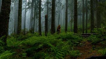 mystisk landskap av dimmig skog efter regn. skön natur. foto