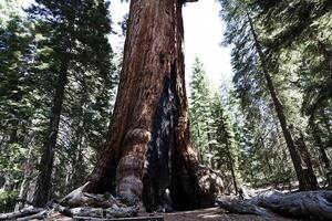 förkolnade bas av redwood träd från brand yosemite nationell parkera kalifornien foto