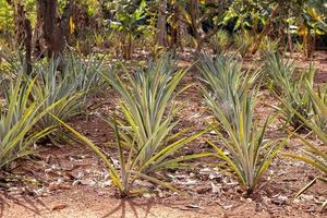 plantage odlad ananas