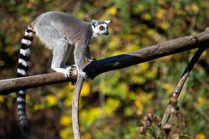 lemur catta på de träd. de ring-tailed lemur är de mest erkänd lemur på grund av till dess lång, svart och vit ringade svans. foto