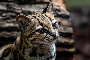 margay, leopardis wiedii foto