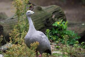 cape karg gås, cereopsis novaehollandiae. foto