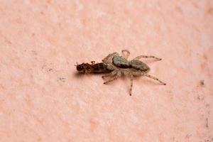 kvinnlig grå vägg hoppande spindel rov på en myra foto