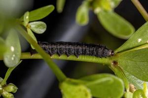 larv som äter den vanliga portlakväxten