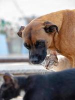 övergiven hund och katt interagerar foto