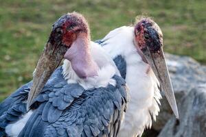 marabou stork är en stor plask fågel i de stork familj ciconiidae. foto