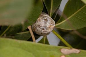 mantid ägg fall foto