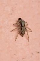 kvinnlig grå vägg hoppande spindel rov på en myra foto