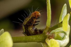 larv som äter en vanlig purslanväxt foto