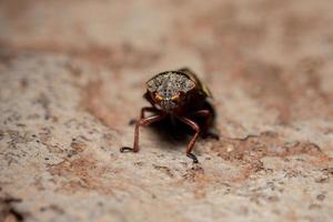 vuxen froghopper insekt foto