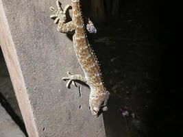 träd gecko stenodactylus petrii ser för mat, poho gecko. närgångna träd gecko stenodactylus petrii. foto