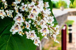 catalpa träd med blommor och löv, catalpa bignonioides, catalpa speciosa eller cigarr träd foto