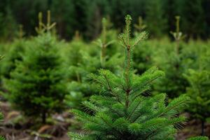 ai genererad gran träd barnkammare eller plantage, växande en ung skog. foto