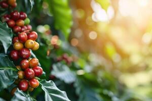 ai genererad stänga upp färsk organisk röd rå och mogen kaffe körsbär bönor på träd plantage foto