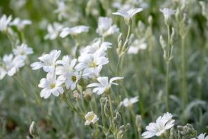 vit blommor av cerastium tomentosum är ett dekorativ växt av de caryophyllaceae familj. foto