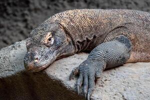 komodo drake, varanus komodoensis. de största ödla i de värld är vilar. foto