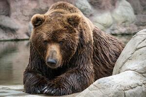 kamchatka brun Björn ursus arctos beringianus . brun päls täcka, fara och aggressiv djur. foto