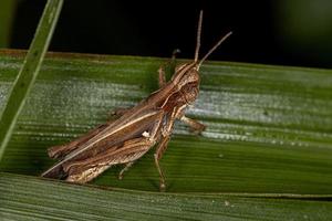 vuxen stridulerande gräshoppa med sned ansikte foto