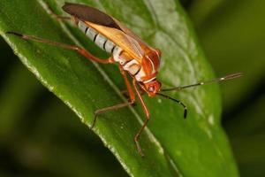 vuxen bladfotad insekt