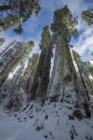 sequoia gigantea på vintern foto