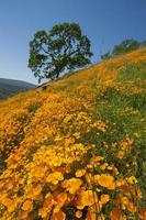 poppy hillside, coloma, kalifornien foto