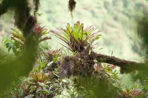 bromeliad, anderna molnskog, ecuador foto