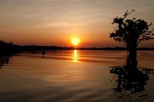 översvämmade träd, laguna grande, amazon foto