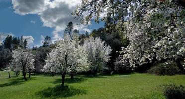 monroe päron fruktträdgård på våren foto