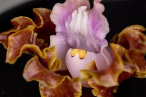 liten brun och lila färgad blomma av en orkidé