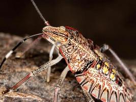 stink bug nymf foto