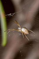 brasiliansk liten spindel foto