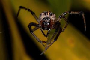 brasiliansk klassisk orbweaver foto