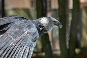 harpy eagle djur foto