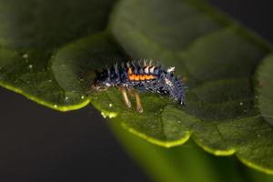 asiatiska lady beetle larver foto