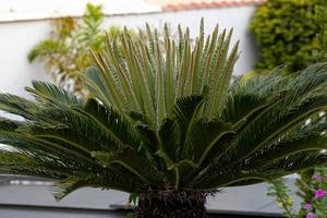 grön cycad växt foto