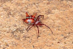 liten röd orbweaver foto